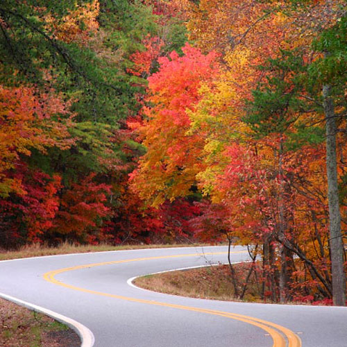 Winding road lined with autumn leaves